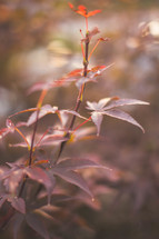 Stems and leaves outside.