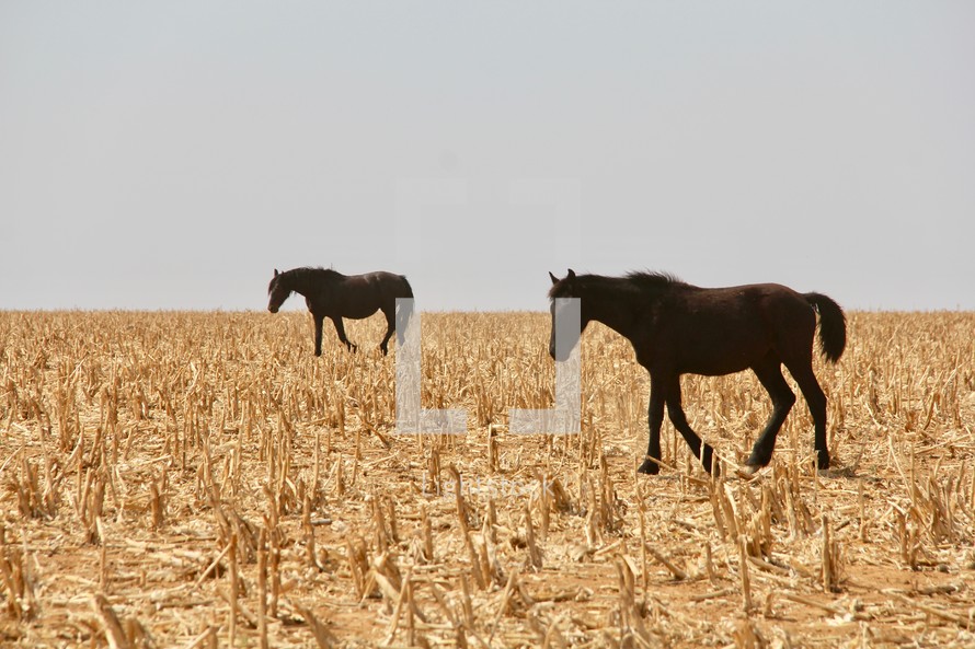 horses on dry farmland 