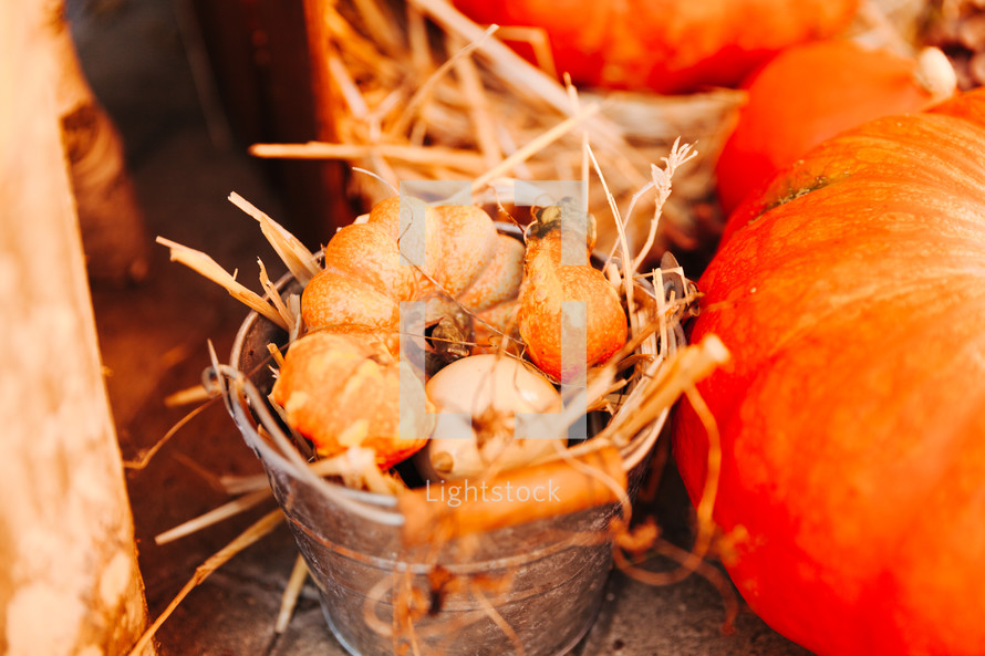 mini pumpkins in a silver bucket with straw 