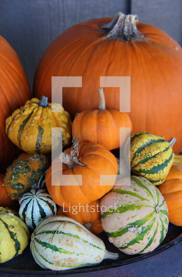pile of gourds and pumpkins 