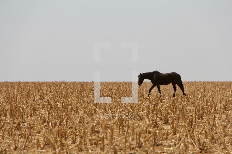 a horse in a field 