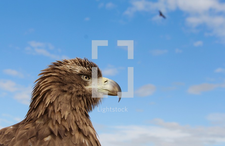 Head of an eagle with another bird flying in the background
