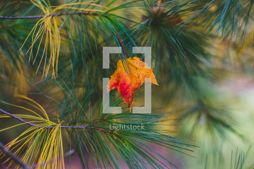 red and gold fall leaf in green pine needles 