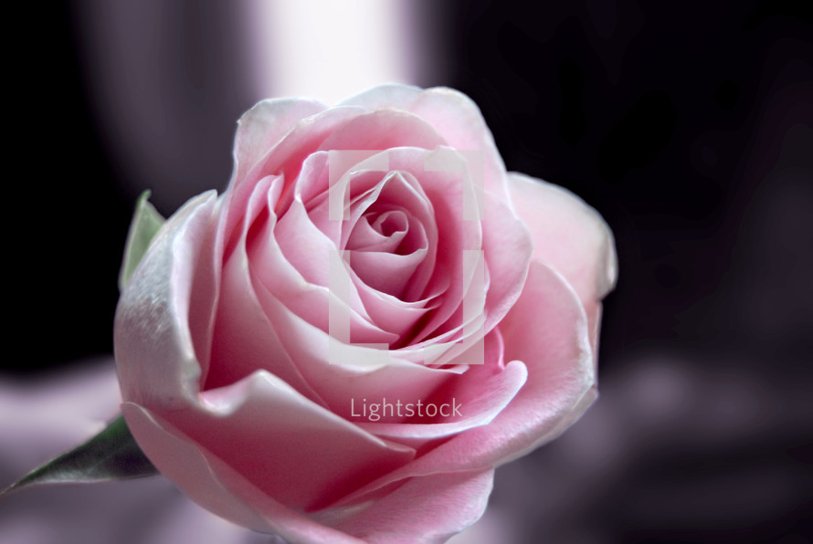 a pink rose 