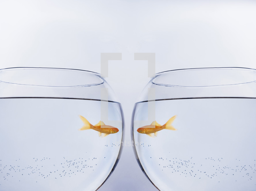 Goldfish face to face in different bowls