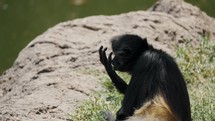 Close up of Black-handed Spider Monkey Picking Grass On The Ground Then Eat.	