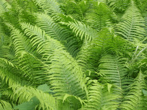 Green leaves of Fern plant aka Pteridophyta or Pteridophytes