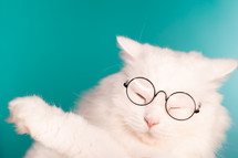 Cute domestic pet in round transparent glasses. Furry cat on blue background
