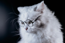 Luxurious kitty in glasses poses on black background.Portrait of white furry cat