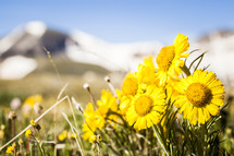 yellow wildflowers and mountain peak 