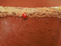 Red Lily Beetle / Scarlet Lily Beetle Climbing a Terracotta Pot