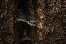spider web between tree trunks 