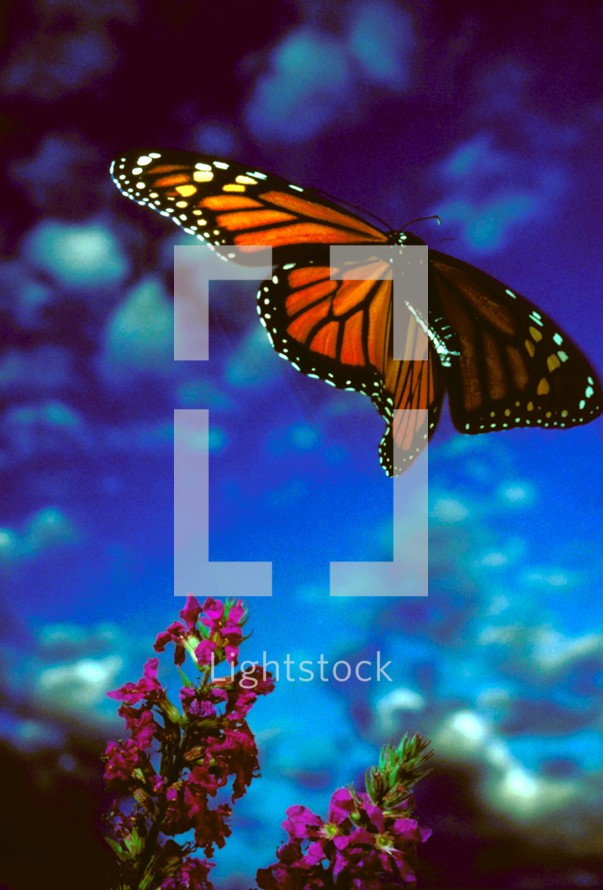 monarch butterfly in flight 