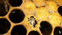 Birth process of young bee. Bees born, comes out from honeycomb in hive. Nurses welcoming new family member - honeybee queen.