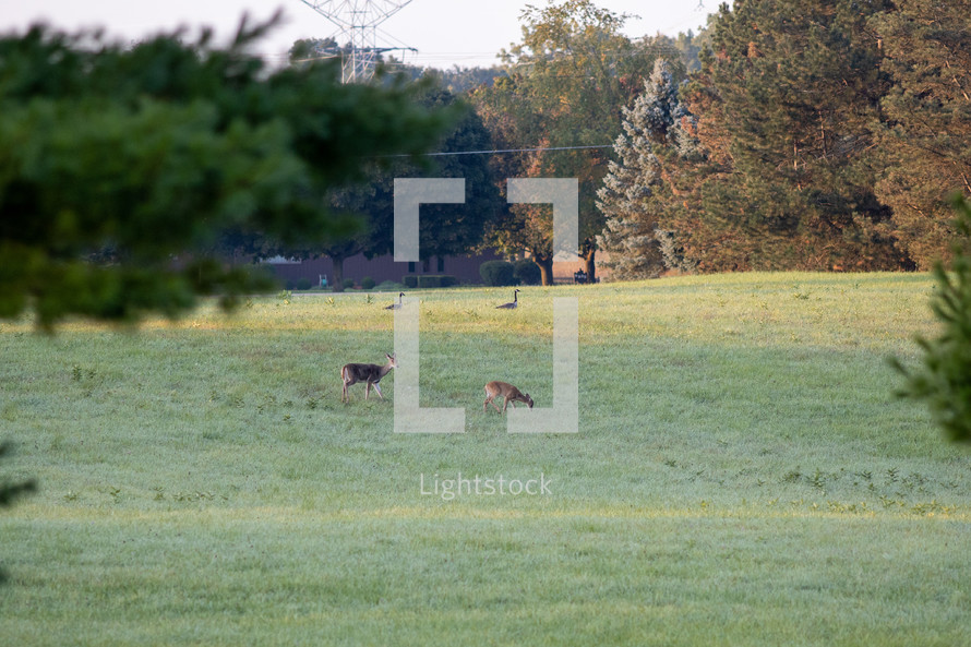 deer in a field in fall 