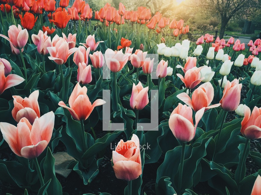 pink, red, and white tulips in a flower bed 