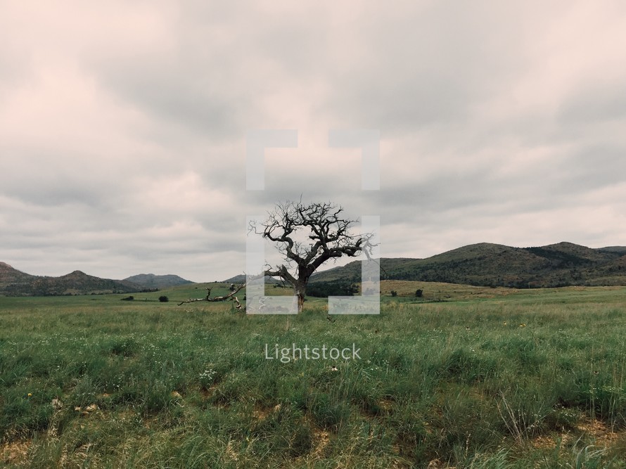 tree alone in a field 