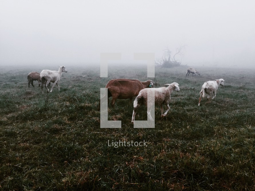 A herd of sheep walking in a foggy field.
