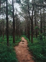 dirt path through a forest 
