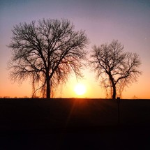 The sun shining between two bare trees.