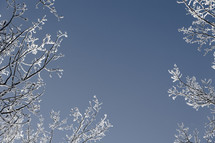 Bare, icy tree branches against blue sky