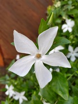 White Intermediate Periwinkle on Brown and Green Background
