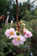 Cherry Blossom Hanging from a Twig