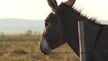 Close up of a mule on a western prairie