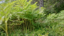 Green fern leaves in Carpathian mountains forest