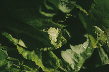 green leafy lettuce 