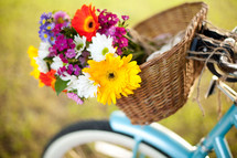 flowers in a bike basket 