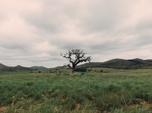 tree alone in a field 