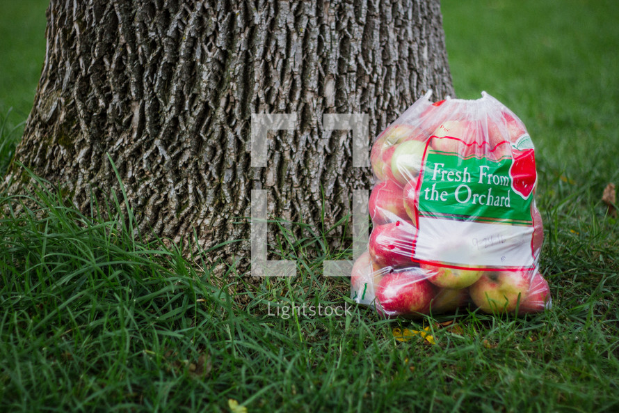 Apples in a bag under a tree 