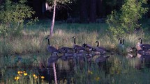 A flock of geese at a small pond in the forest