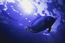 Blue fish swimming under blue ocean water