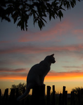silhouette of a cat at sunset 