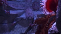 Giant Pacific Red Octopus in Deep Sea Ocean