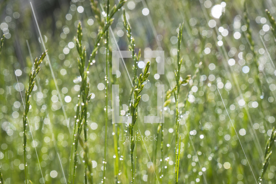 Rain falling on green grass on sunny day