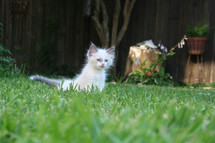 kitten in the green grass 