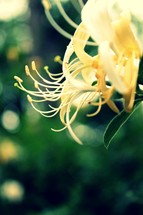 yellow honeysuckle flowers 