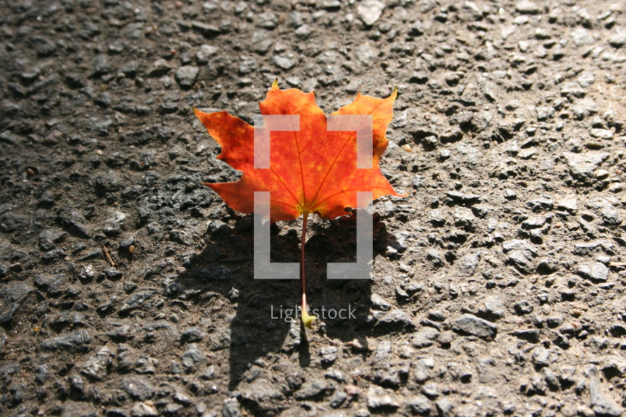 orange leaf on asphalt 