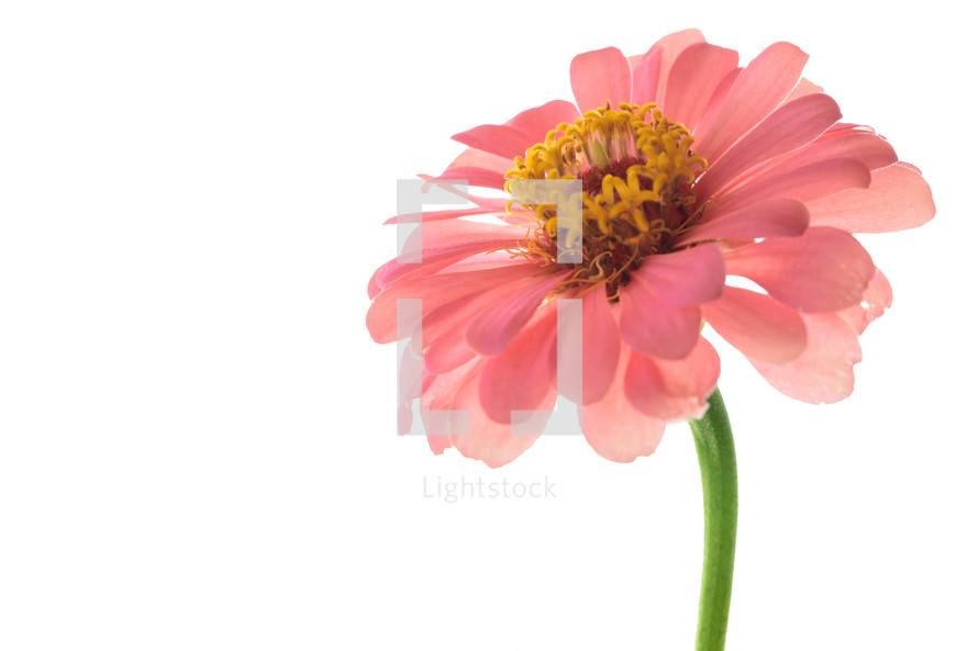 pink flower 