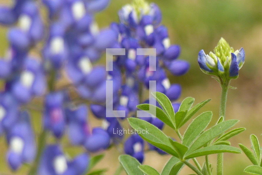 bluebonnets with buds and leaves in focus and blurred floral background