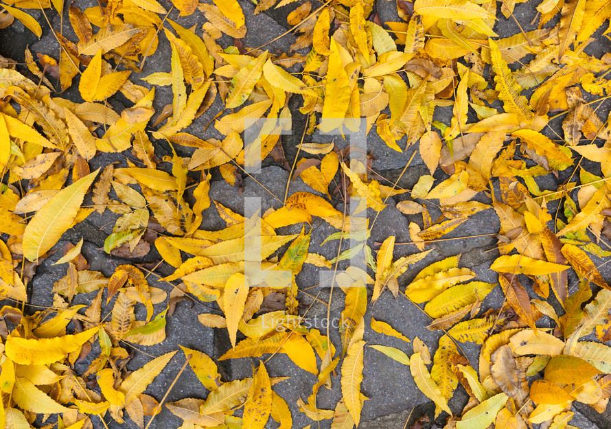 yellow fall leaves on the ground 