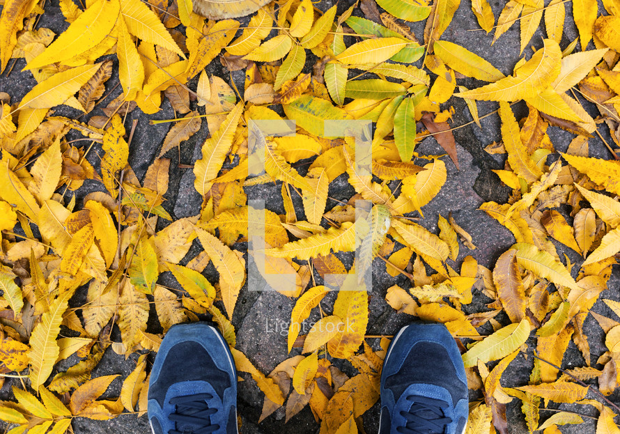 Blue shoes with yellow fallen leaves. Autumn forest, fall scene