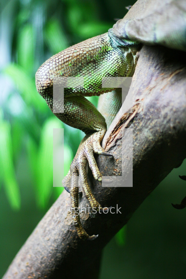 iguana leg 