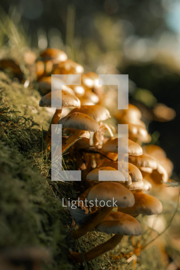 Mushroom cluster, wild fungus, fungi growing on moss, forest floor, wild mushrooms