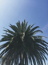 top of a palm tree 