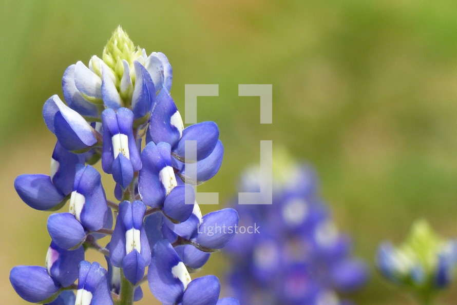 bluebonnet in spring with blurred background