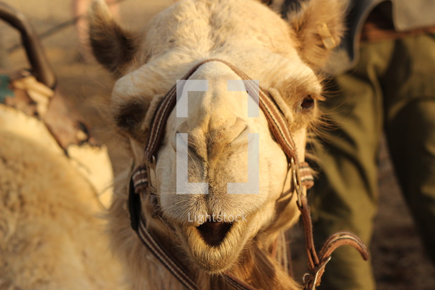 face of a camel 
